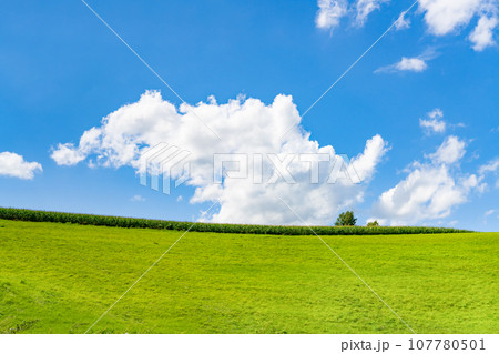 北海道　夏(8月)の美瑛・富良野 107780501