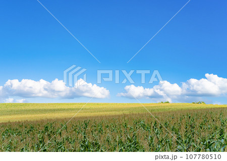 北海道 夏(8月)の美瑛・富良野 北海道 夏(8月)の美瑛・富良野 107780510