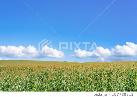 北海道　夏(8月)の美瑛・富良野 107780512