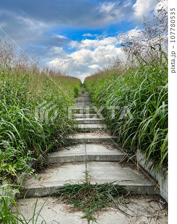 雑草茂る堤防階段 雑草茂る堤防階段 107780535
