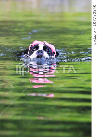ピンクのゴーグルを付けて泳いで来る可愛いボストンテリアのマイティ君♡ 107780540