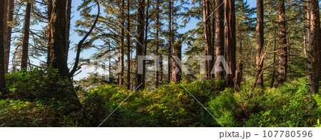 Vibrant Green Trees in the Rainforest on the Pacific West Coast. Sunny Fall Season. Vancouver Island Vibrant Green Trees in the Rainforest on the Pacific West Coast. Sunny Fall Season. Vancouver Island 107780596