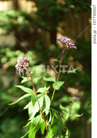 秋の花:フジバカマ 秋の花:フジバカマ 107780607