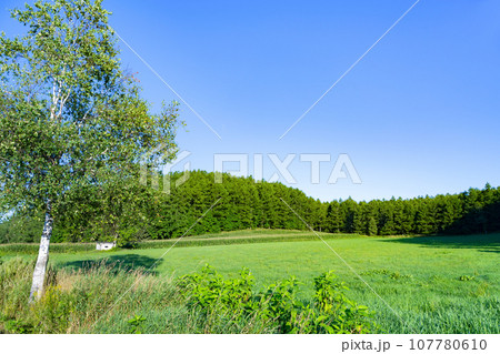 北海道　夏(8月)の美瑛・富良野 107780610