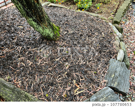 弱った庭木に腐葉土 107780653
