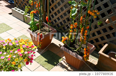 お花と野菜づくり 植物と共に幸せな生活 ミニトマトは食べごろ お花も満開 お花と野菜づくり 植物と共に幸せな生活 ミニトマトは食べごろ お花も満開 107780916