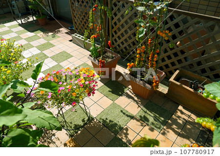 朝日を浴びる ルーフバルコニーでガーデニング&家庭菜園 お花と野菜づくり 植物と共に幸せな朝時間 朝日を浴びる ルーフバルコニーでガーデニング&家庭菜園 お花と野菜づくり 植物と共に幸せな朝時間 107780917