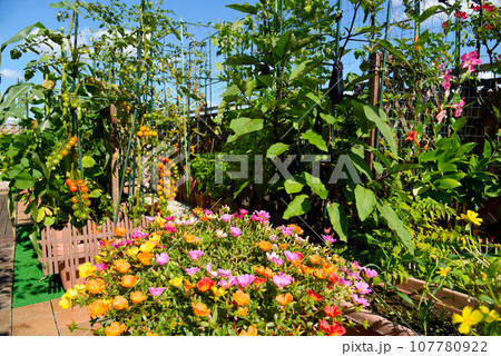 夏の晴れた日 都会のルーフバルコニーでお花と野菜 植物と共に幸せな生活 夏の晴れた日 都会のルーフバルコニーでお花と野菜 植物と共に幸せな生活 107780922