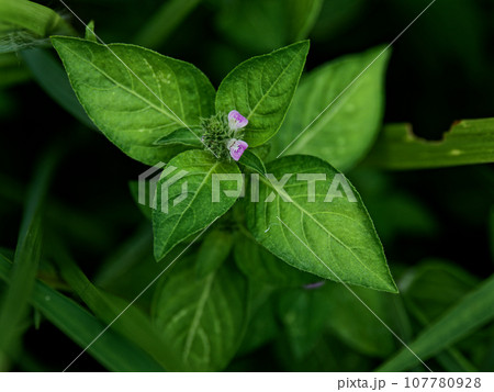 赤紫色小さな花　キツネノマゴ科キツネノマゴ 107780928