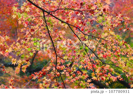 自然公園を彩る色とりどりの紅葉ー拾壱 107780931
