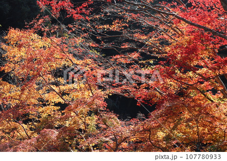 自然公園を彩る色とりどりの紅葉ー弐拾 107780933