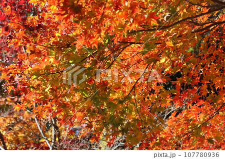 自然公園を彩る色とりどりの紅葉ー拾八 107780936