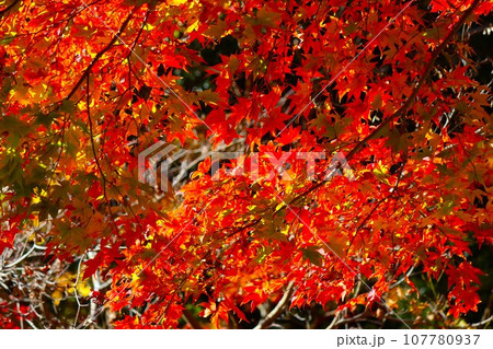 自然公園を彩る色とりどりの紅葉ー拾七 自然公園を彩る色とりどりの紅葉ー拾七 107780937