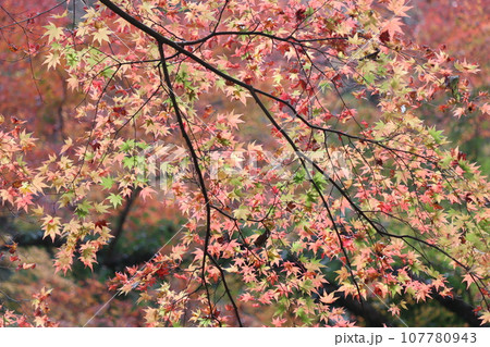 自然公園を彩る色とりどりの紅葉ー拾壱 自然公園を彩る色とりどりの紅葉ー拾壱 107780943