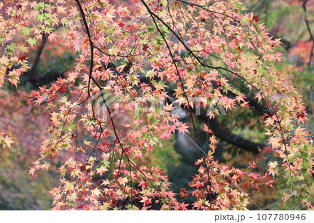 自然公園を彩る色とりどりの紅葉ー八 107780946