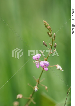 萩の花咲く 萩の花咲く 107780966