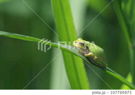 アマガエルと草の葉 107780973