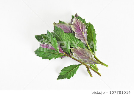 <野菜>伝統の加賀野菜・金時草 <野菜>伝統の加賀野菜・金時草 107781014