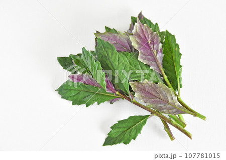 <野菜>伝統の加賀野菜・金時草 <野菜>伝統の加賀野菜・金時草 107781015