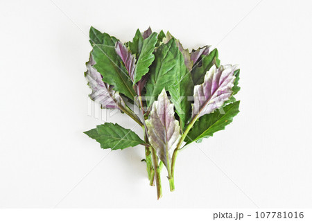 ＜野菜＞伝統の加賀野菜・金時草 107781016