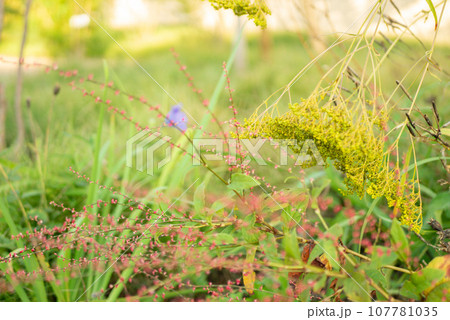赤いミズヒキの花と黄色いオミナエシの花【秋】 107781035