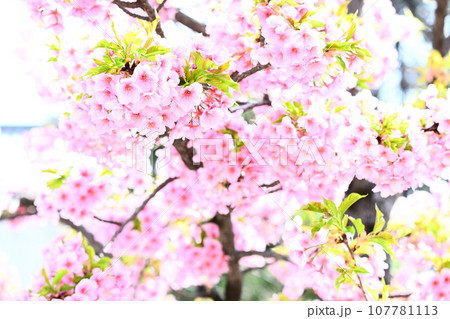 桜の花が咲いています 107781113