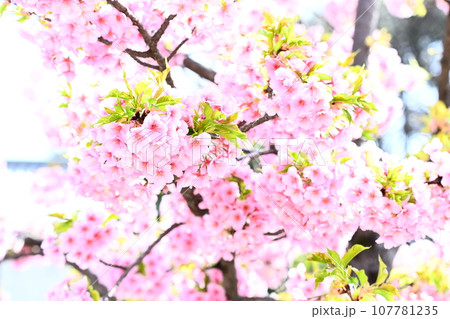 桜の花が咲いています 桜の花が咲いています 107781235