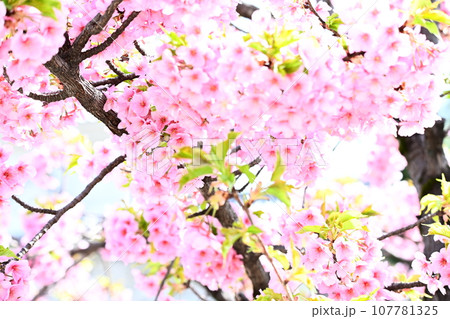 春、満開のサクラ 107781325