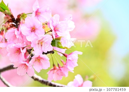 春の日差しを浴びて咲く満開の桜 107781459