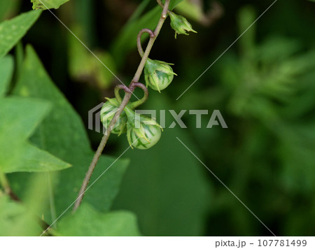 ナス科ワルナスビの未熟果 107781499
