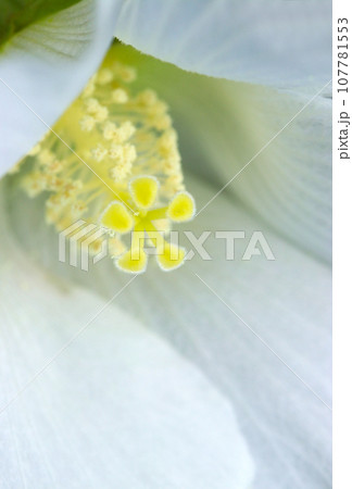 純白のハチス(ムクゲ)の花と雄しべ雌しべのアップ(マクロレンズ使用・自然光・接写写真) 純白のハチス(ムクゲ)の花と雄しべ雌しべのアップ(マクロレンズ使用・自然光・接写写真) 107781553
