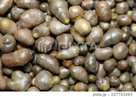 秋里のおいしい楽しみ、収穫した山芋の子供ムカゴたちのアップ 107781665