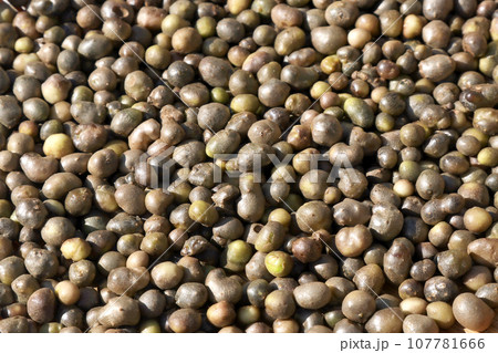 秋里のおいしい楽しみ、収穫した山芋の子供ムカゴたちのアップ 107781666