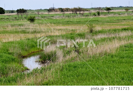 渡良瀬遊水地は広大で豊かな自然が満喫できる 渡良瀬遊水地は広大で豊かな自然が満喫できる 107781715