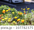 道路脇に咲くマリーゴールド 107782375