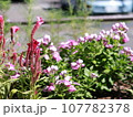 赤いペンタスの花 107782378