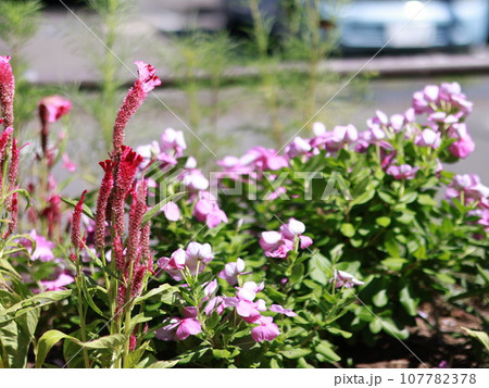 赤いペンタスの花 赤いペンタスの花 107782378