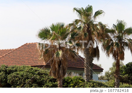Roof tiles on a residential building in Israel. Roof tiles on a residential building in Israel. 107782418