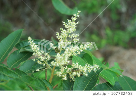ヌルデの花 ヌルデの花 107782458