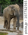 アフリカゾウのお散歩 107782565