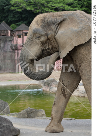 アフリカゾウのお散歩 107782566