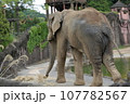 アフリカゾウのお散歩 107782567