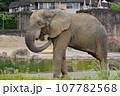 アフリカゾウのお散歩 107782568