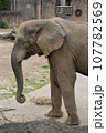 アフリカゾウのお散歩 107782569