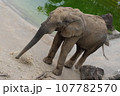アフリカゾウのお散歩 107782570