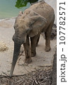 アフリカゾウのお散歩 107782571