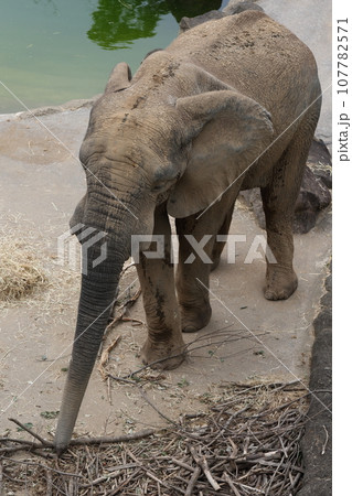 アフリカゾウのお散歩 アフリカゾウのお散歩 107782571
