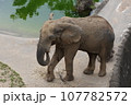 アフリカゾウのお散歩 107782572