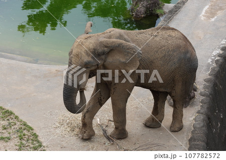 アフリカゾウのお散歩 アフリカゾウのお散歩 107782572