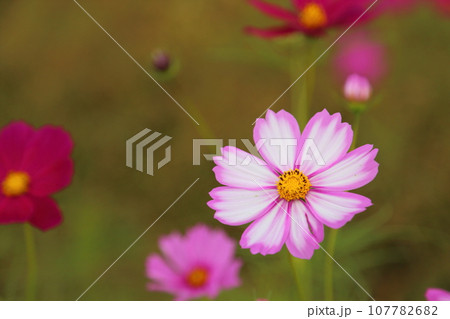 法起寺(ほうきじ)のコスモス 【奈良県斑鳩町】 法起寺(ほうきじ)のコスモス 【奈良県斑鳩町】 107782682